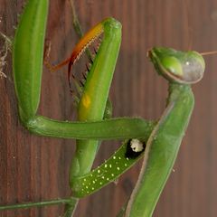 (11) Die Gemeine oder Europäische GOTTESANBETERIN (Mantis religiosa)