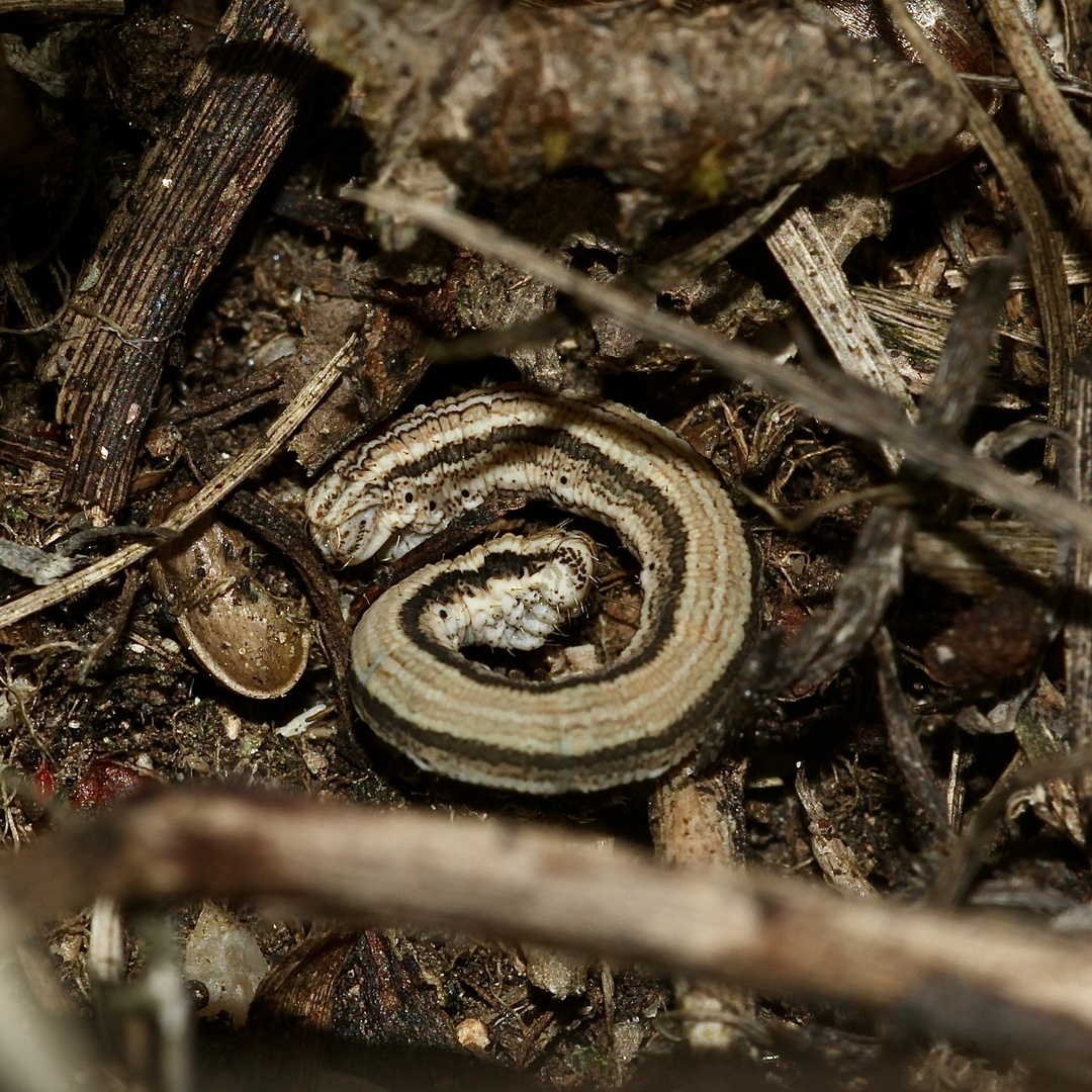 (11) Die Raupe des Marmorierten Kleinspanners (Scopula immorata)