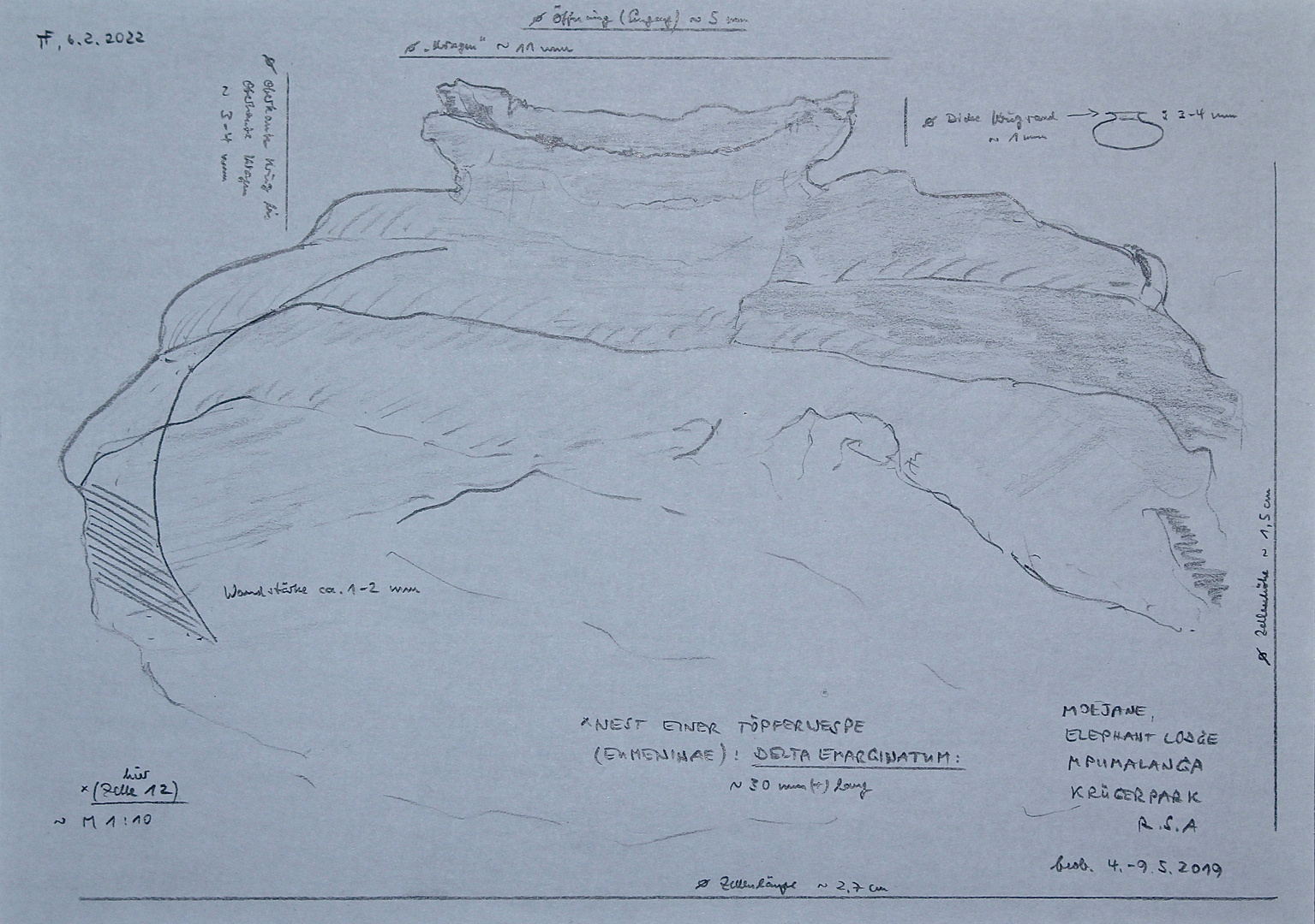 (11) Die (Schwarze) Afrikanische Lehmwespe (Delta emarginatum)