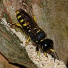 11 - Ectemnius-Grabwespe (E. lapidarius), Weibchen, etwa 16 mm lang.