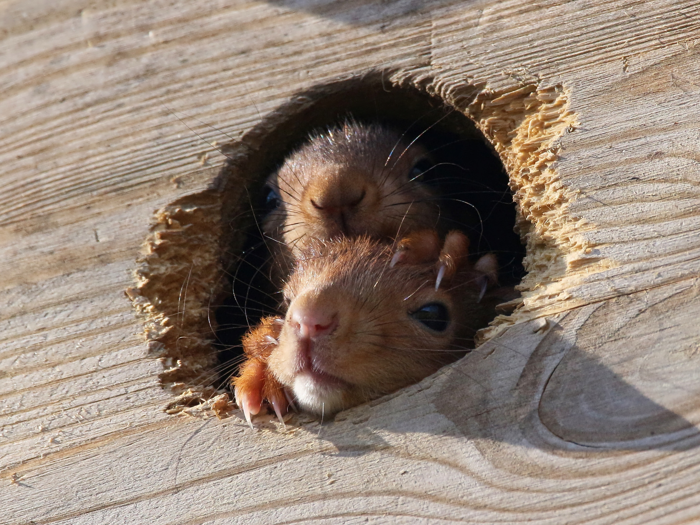 11 Eichhörnchen: Lass mich mal gucken (2022_03_27_0207_ji)