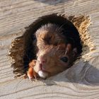 11 Eichhörnchen: Lass mich mal gucken (2022_03_27_0207_ji)