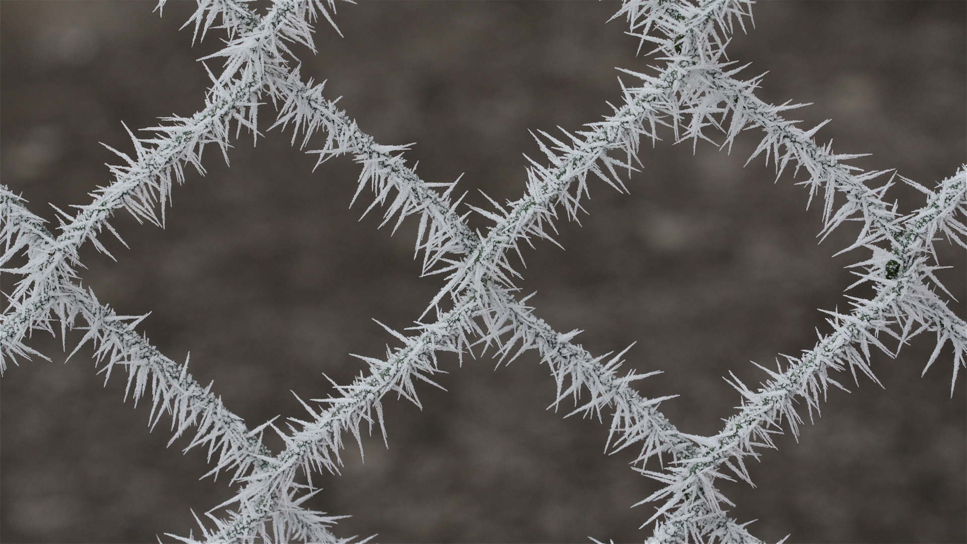 (11) Eisnadeln als Schnee und nadelförmiger Raureif ...