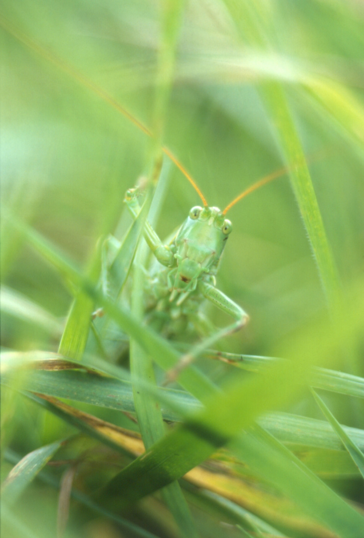 11 - Heuschrecke -  13 441 - Grosses Heupferd - ( Tettigonia viridissima ) (2)