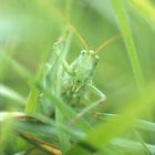 11 - Heuschrecke -  13 441 - Grosses Heupferd - ( Tettigonia viridissima ) (2)