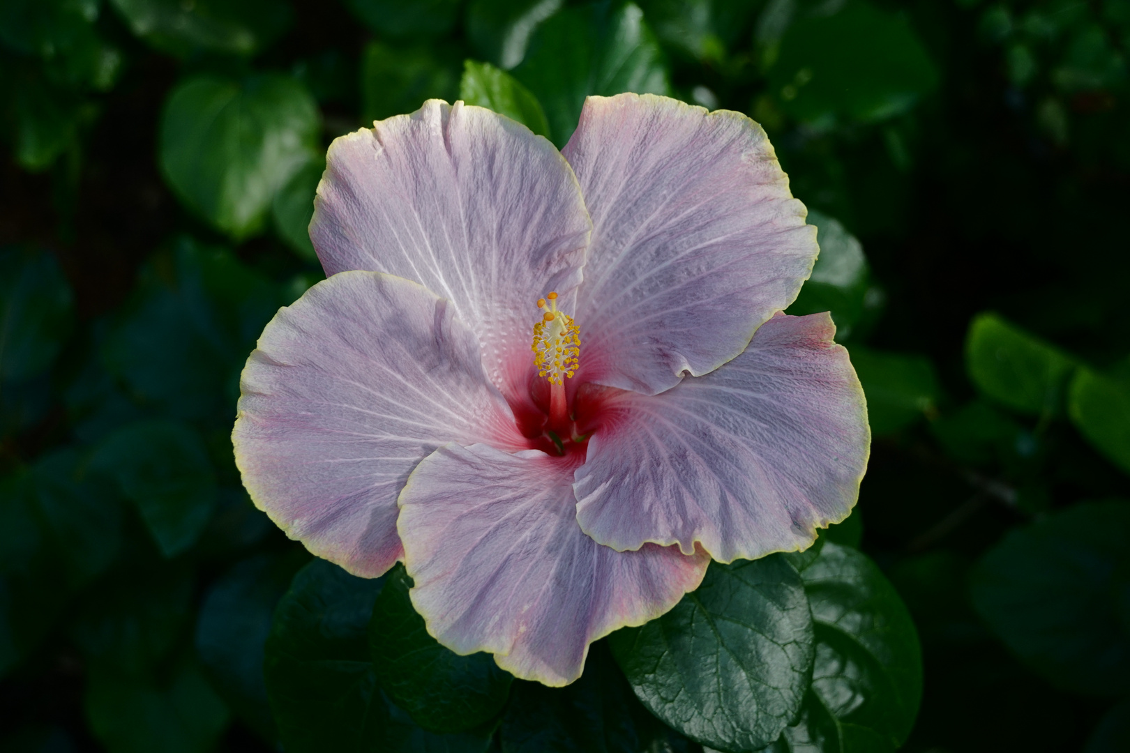 11, Hibiskusblüte