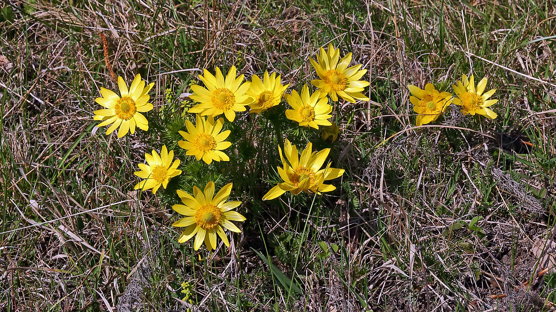 11 mal Adonis vernalis in voller Blüte am Oblik im Böhmischen Mittelgebirge...