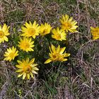 11 mal Adonis vernalis in voller Blüte am Oblik im Böhmischen Mittelgebirge...