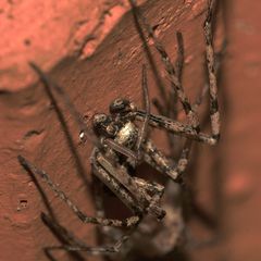 (11) PHILODROMUS MARGARITATUS - Für Anna-Dora Sartorio, unsere "grande dame" der Naturfotografie, ..