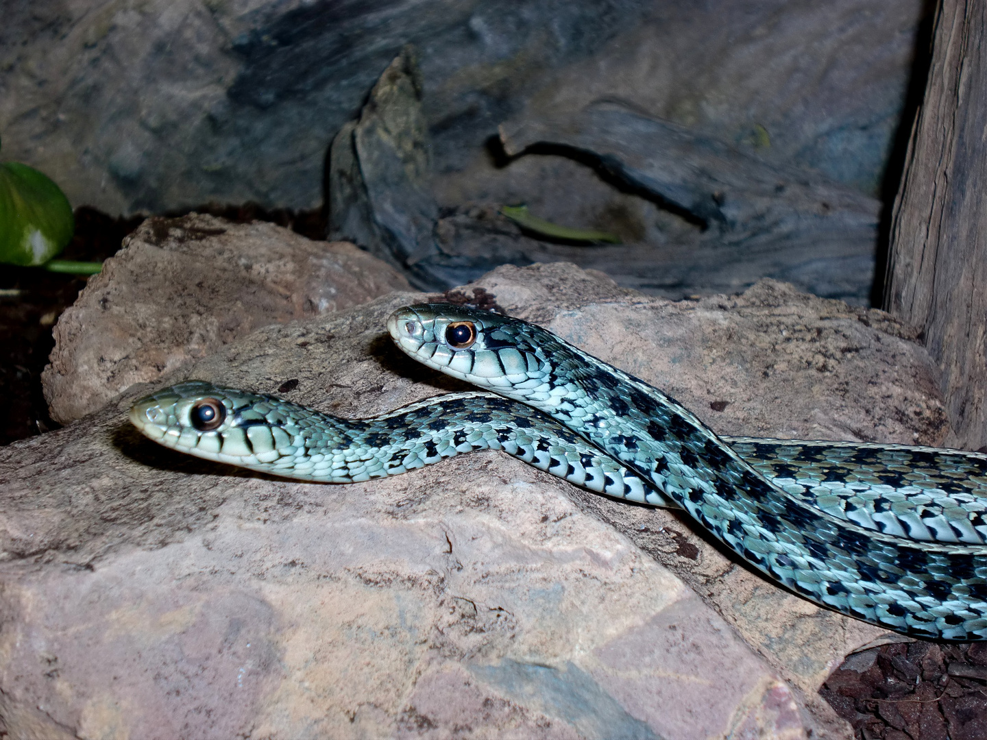 1.1 Thamnophis sirtalis sirtalis Florida Blue