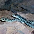 1.1 Thamnophis sirtalis sirtalis Florida Blue