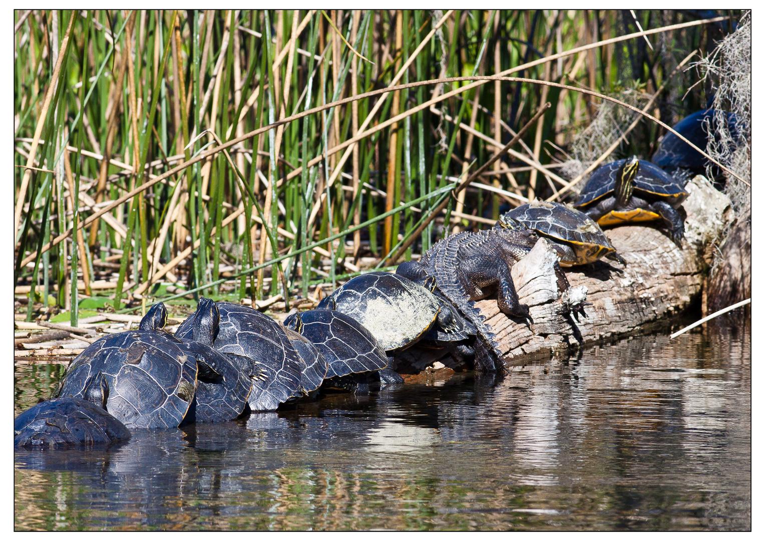 11 Turtles and an Alligator