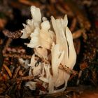 (11) Vier ähnliche, helle, korallenartige Pilze