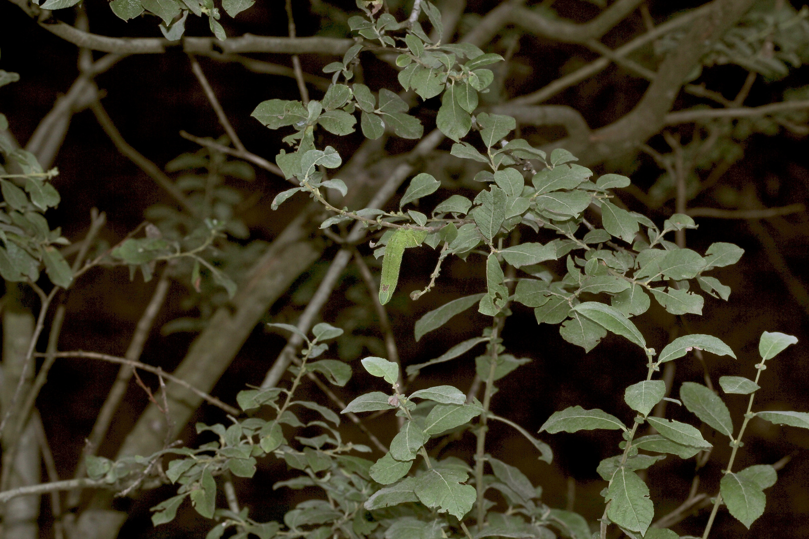 (1/10) Eine Raupe des Abendpfauenauges (Smerinthus ocellata) ...