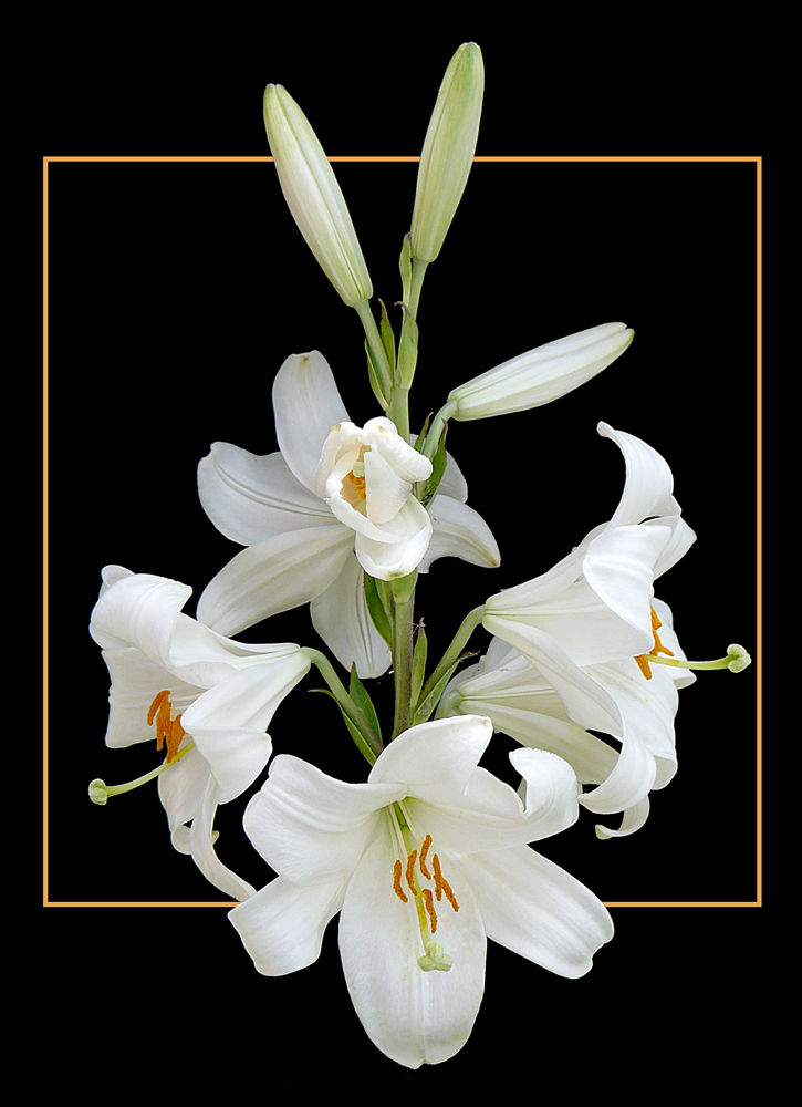 110 LILIUM CANDIDUM