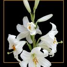 110 LILIUM CANDIDUM