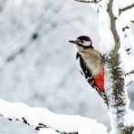 11.03.2023 Es ist doch schon Frühling