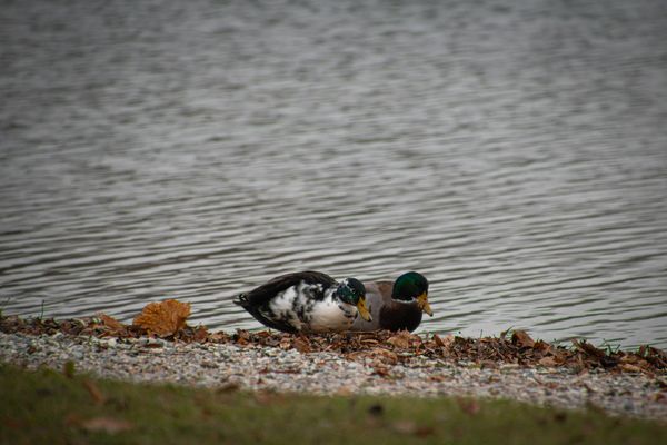 110/365 ~ together ~