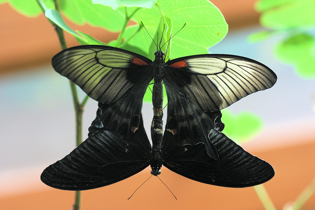 110413 Potsdam schwarzer Schmetterling Paarung 6 klein