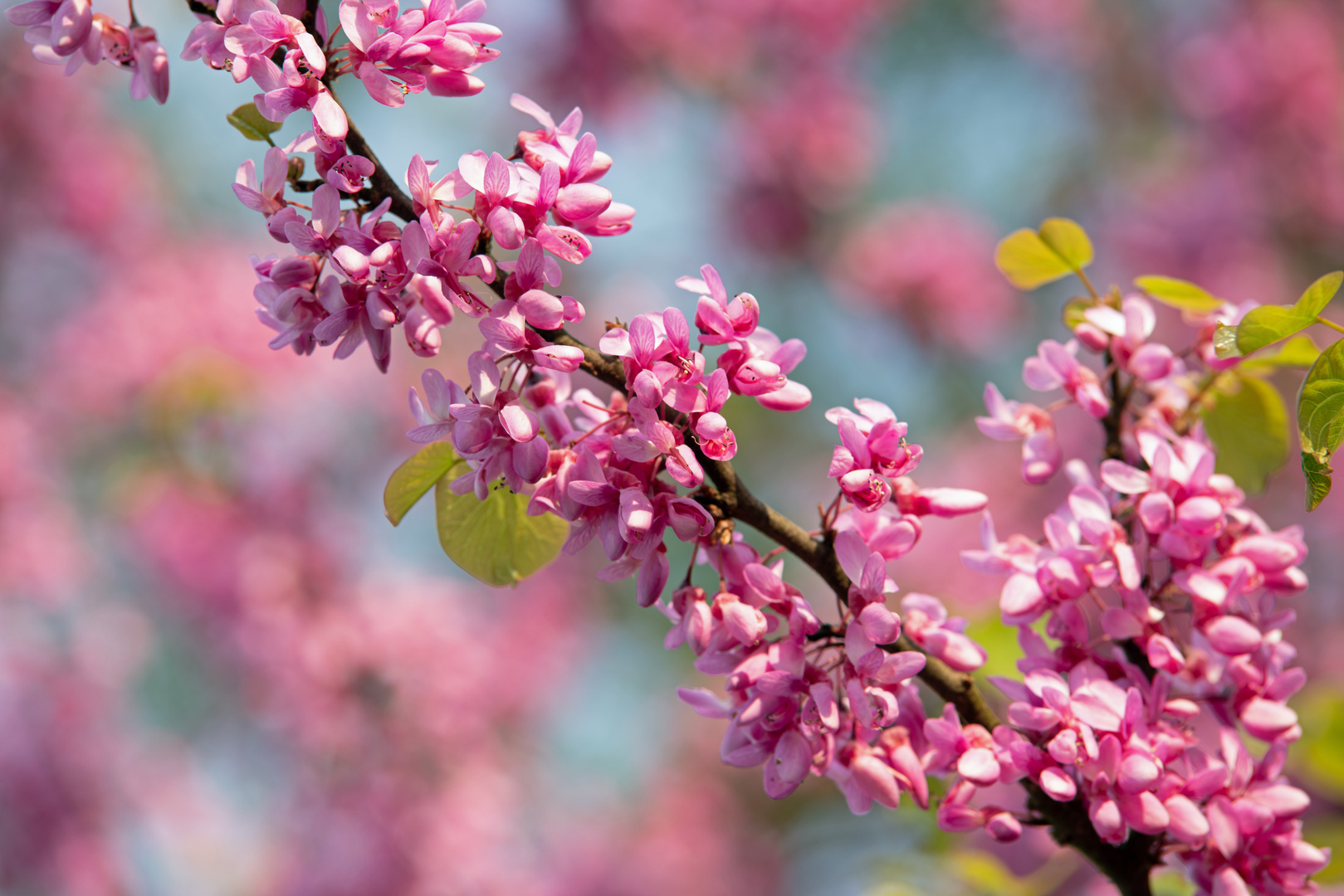 11.05.22 Mittwochsblümchen - Mandelblüte im Weinberg