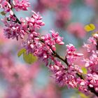 11.05.22 Mittwochsblümchen - Mandelblüte im Weinberg