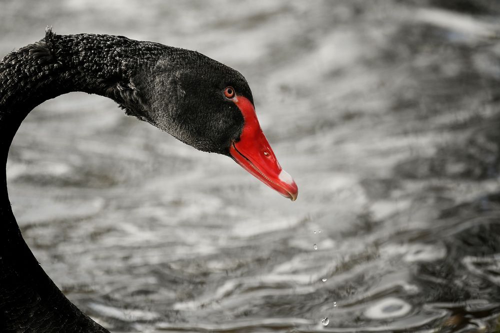 Black Beauty von Lichtmagie