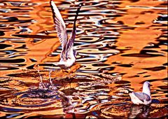 110....reflet à Annecy