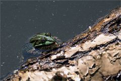 111 / 2018 - Wetterfrosch