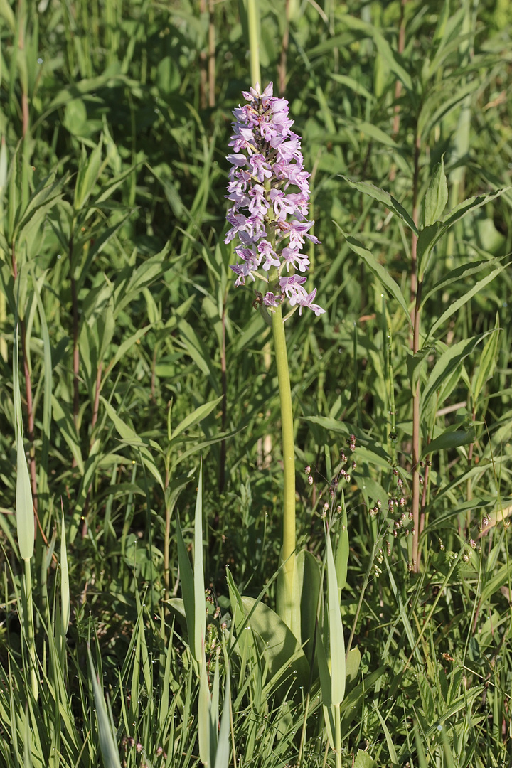 (1/11) Verschiedene Farbvarianten des Helm-Knabenkrauts (Orchis militaris)