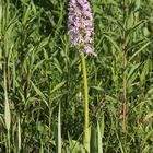 (1/11) Verschiedene Farbvarianten des Helm-Knabenkrauts (Orchis militaris)