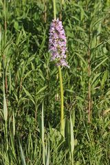 (1/11) Verschiedene Farbvarianten des Helm-Knabenkrauts (Orchis militaris)