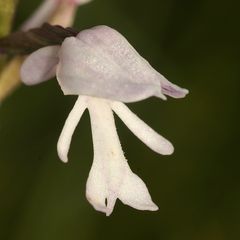 (11/11) Verschiedene Farbvarianten des Helm-Knabenkrauts (Orchis militaris)