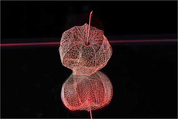 11.11.25 ## Physalisblüte verblüht und zartrot präsentiert ##