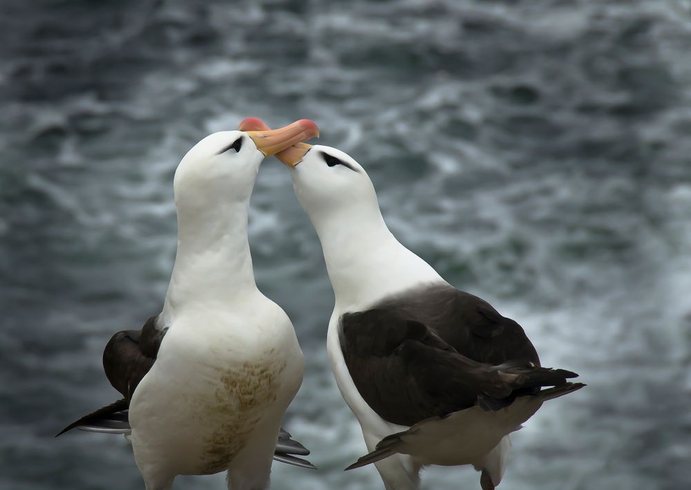 Albatross-Harmonie by roland.beck.ch 