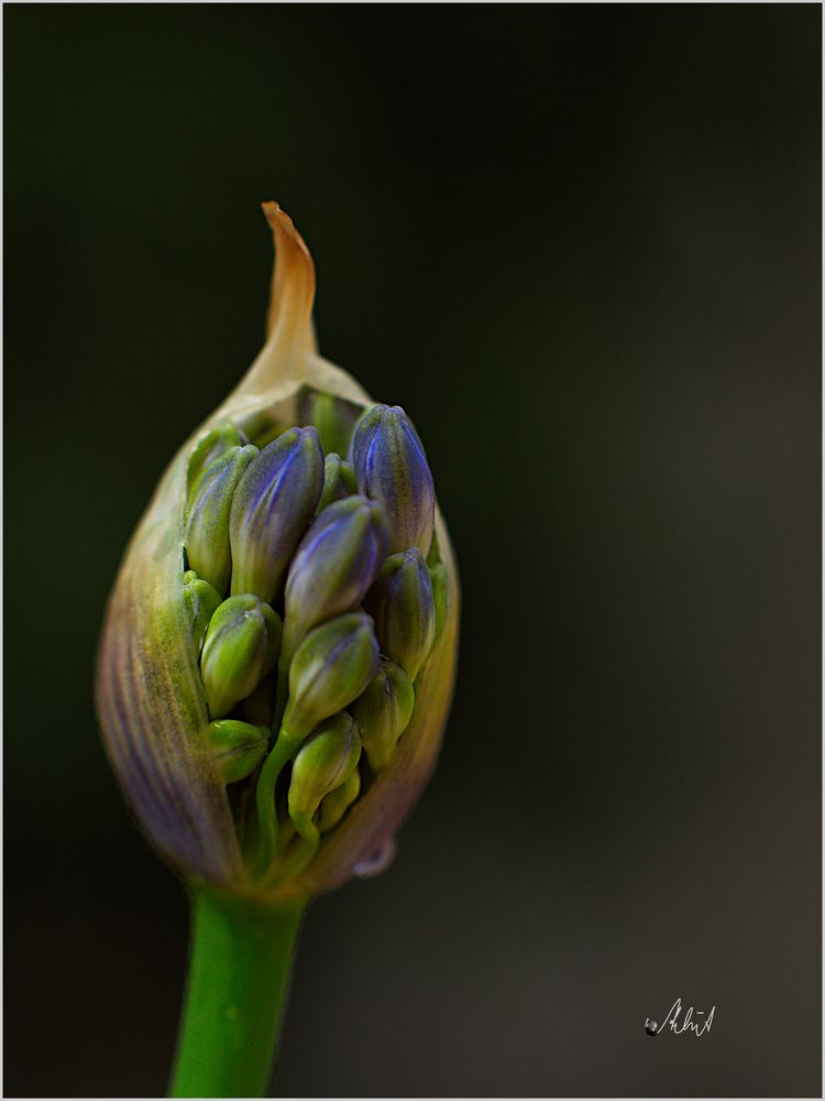 1126   ___ der Agapanthus erblüht   ___