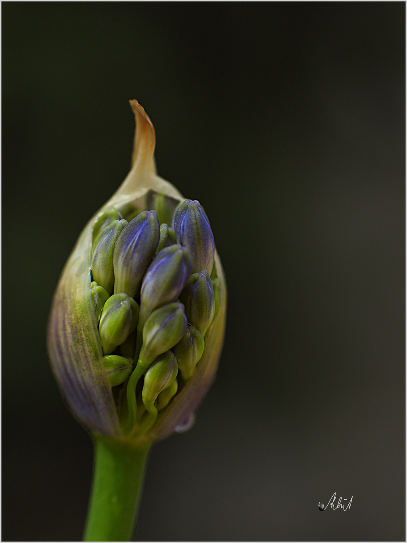 1126   ___ der Agapanthus erblüht   ___