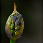 1126   ___ der Agapanthus erblüht   ___