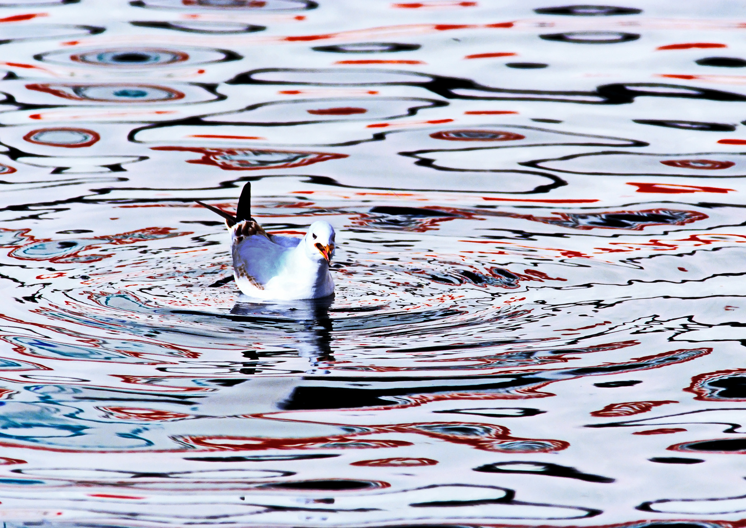 113....reflet sur Annecy