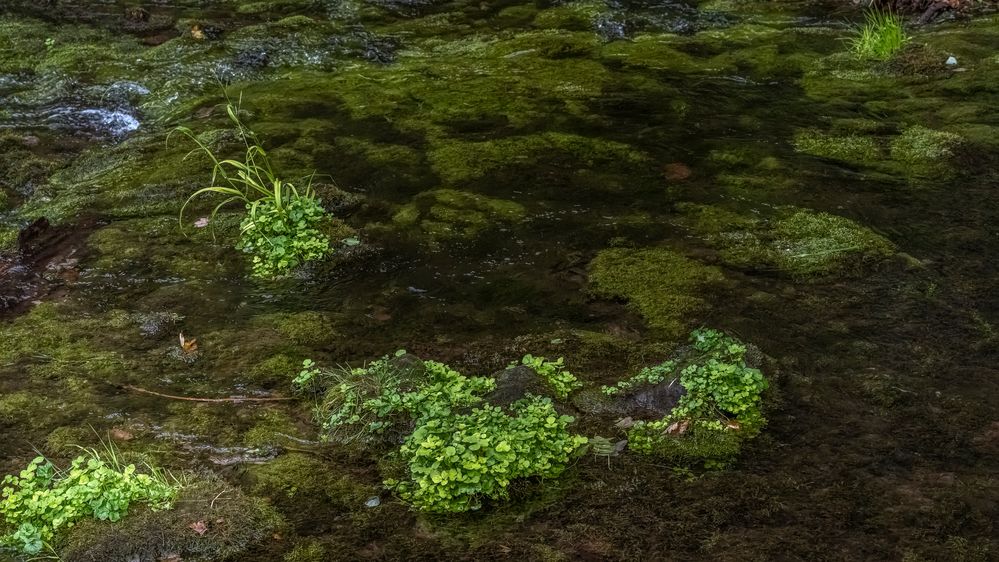 114 Gute Wasserqualität (bearbeitet)