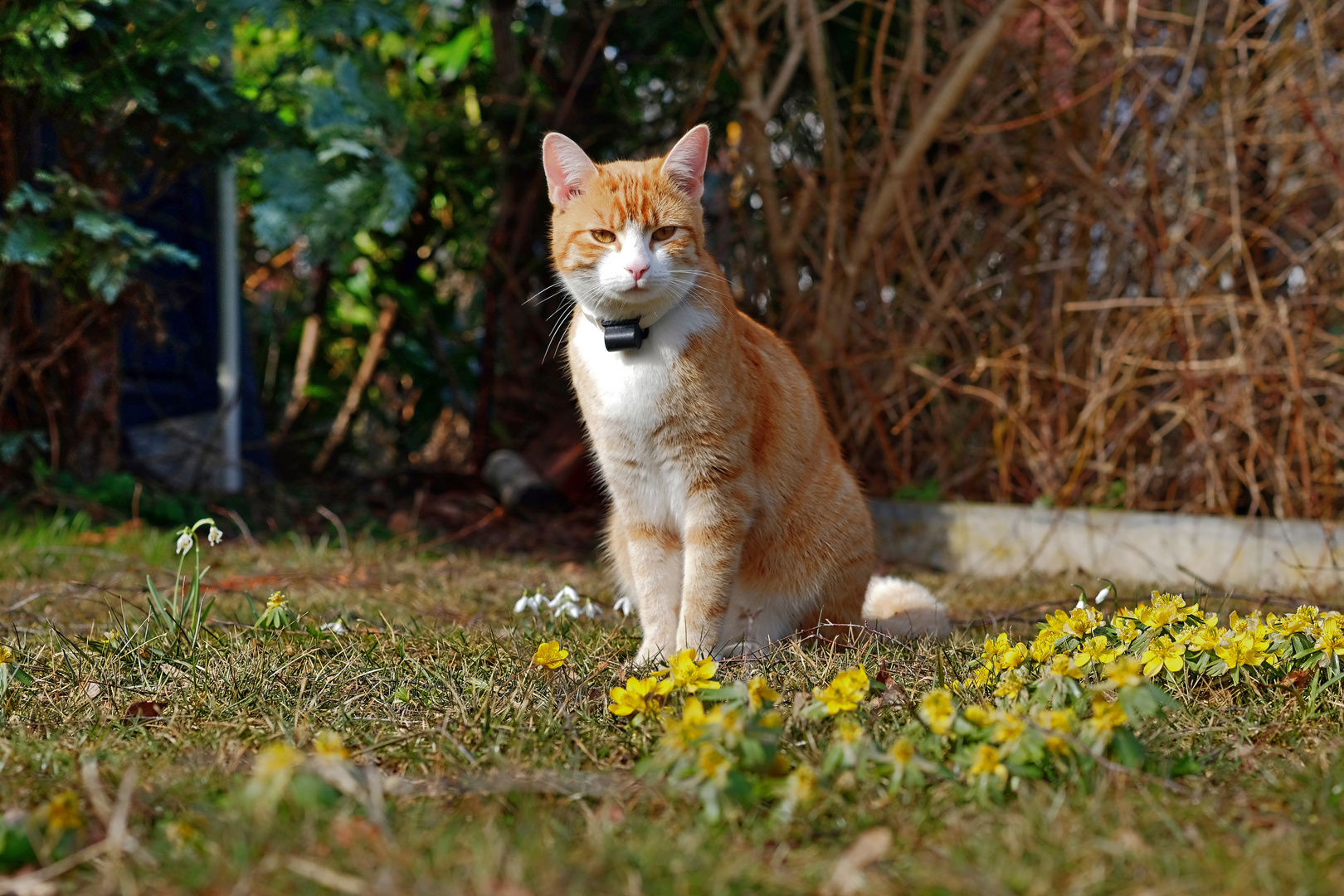 114 neu 2"Tiger Harry" in Frühlingsstimmung