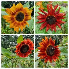 115 / 2023 - Sonnenblumen