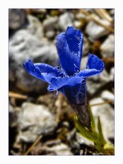 (115) Blume der Berge