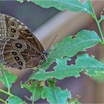 116 / 2019 - Schmetterling