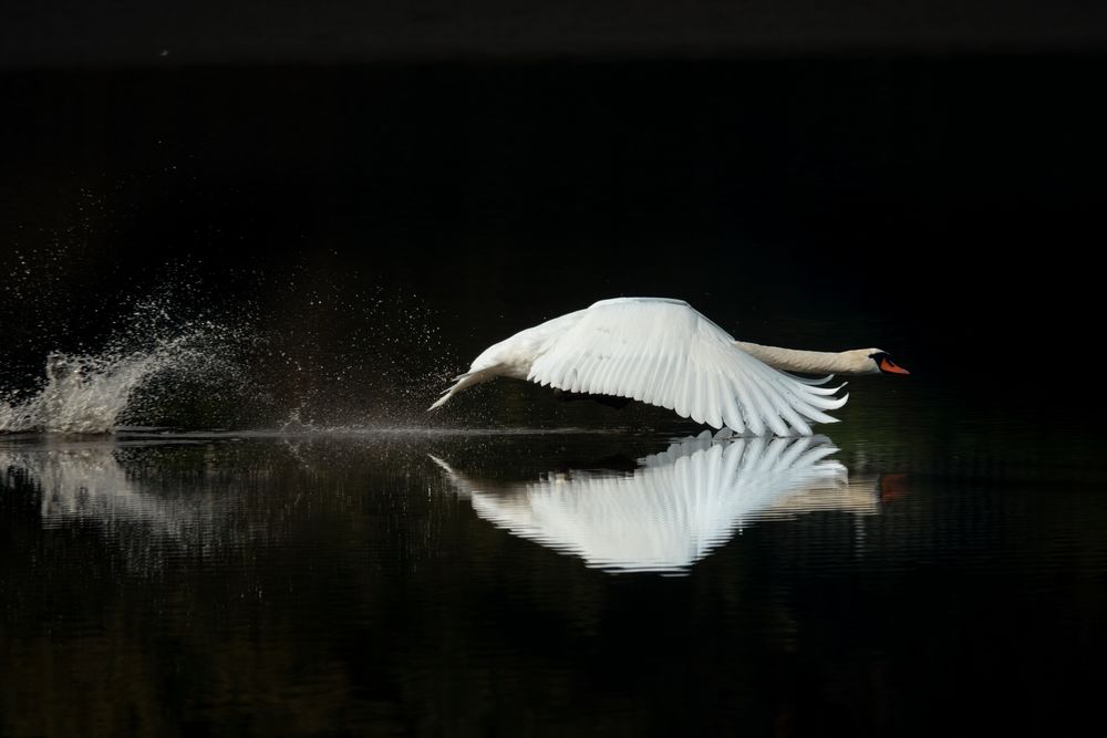 Schwan im Anflug von Sonja D.