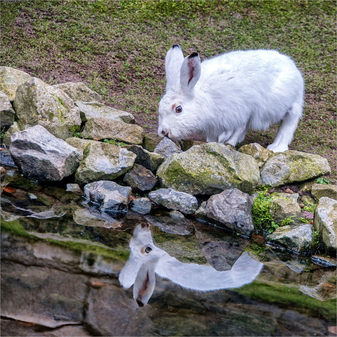 118 / 2023 - Spiegelkaninchen 