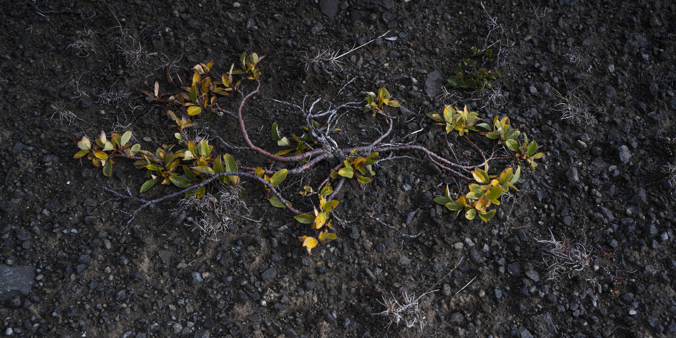 1181 Salix Arctica