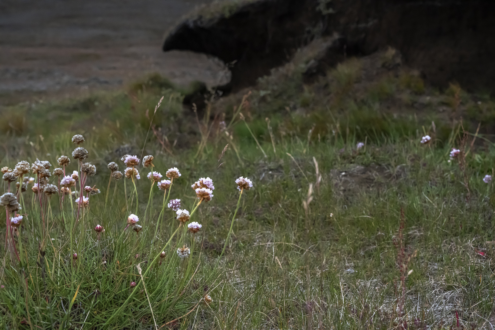 1186 Armeria maritima