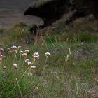 1186 Armeria maritima