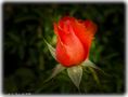Just a rose by adriano j faria 