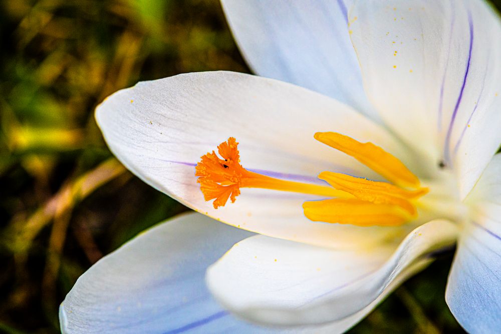 Frühlingserwachen 2.1 von Andreas Bögl